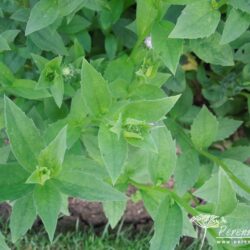 Aster x frikartii Wunder von Stäfa