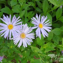 Aster x frikartii Wunder von Stäfa