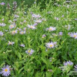 Aster x frikartii Wunder von Stäfa