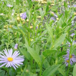 Aster x frikartii Wunder von Stäfa