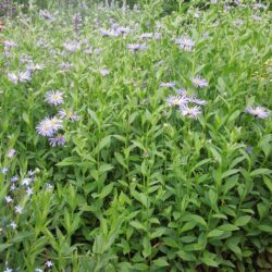 Aster x frikartii Wunder von Stäfa