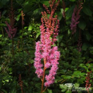 Astilbe Purpulanze