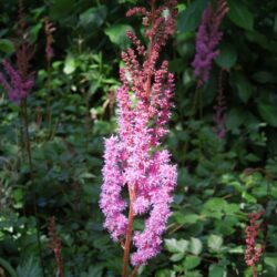 Astilbe Purpulanze