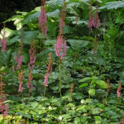 Astilbe Purpulanze