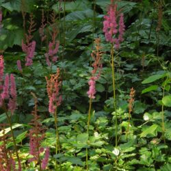Astilbe Purpulanze