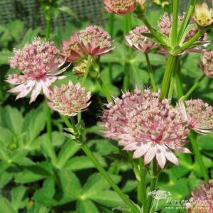 Astrantia Roma