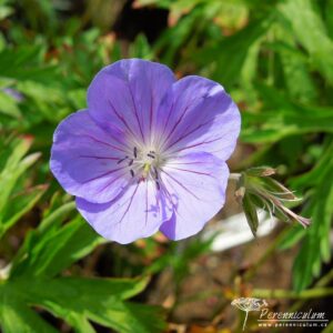 Geranium Brookside