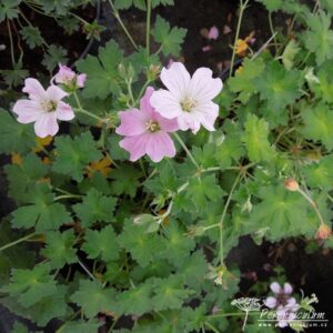 Geranium Dreamland