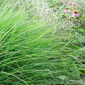 Miscanthus sinensis Rotfuchs