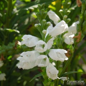 Physostegia virginiana Crown of Snow