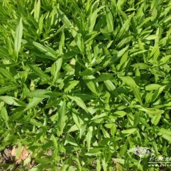 Physostegia virginiana Vivid