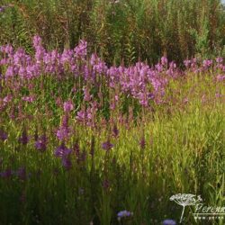 Physostegia virginiana Vivid