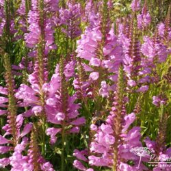 Physostegia virginiana Vivid