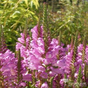 Physostegia virginiana Vivid