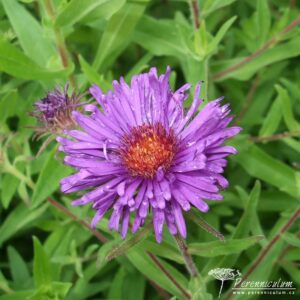 Symphyotrichum novae-angliae Bishop Colenso