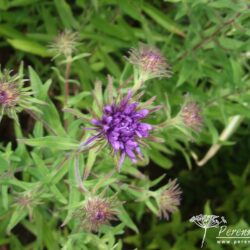 Symphyotrichum novae-angliae Bishop Colenso