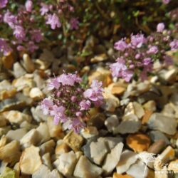 Thymus serpyllum September