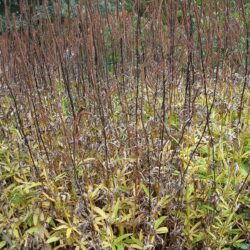 Veronicastrum virdinicum Lavendelturm