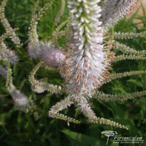Veronicastrum virdinicum Lavendelturm