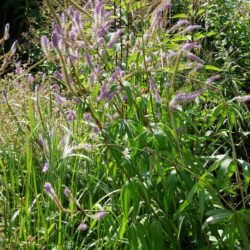 Veronicastrum virginicum Fascination