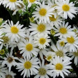 Aster ageratoides Aster ageratoides