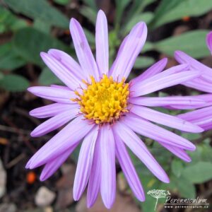 Aster amellus Brilliant