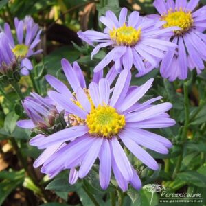 Aster amellus Forncett Flourish