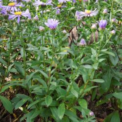 Aster amellus Forncett Flourish