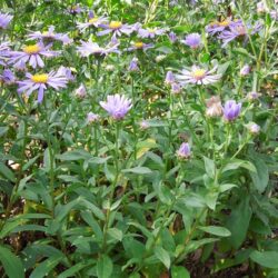Aster amellus Forncett Flourish