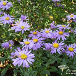 Aster amellus Forncett Flourish