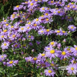 Aster amellus Forncett Flourish