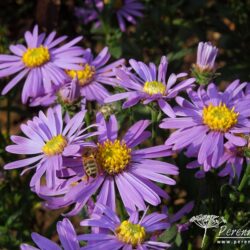 Aster amellus Forncett Flourish