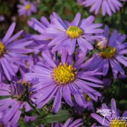 Aster amellus Forncett Flourish