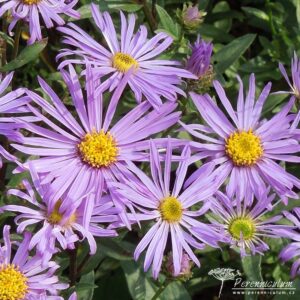 Aster amellus Framfieldii