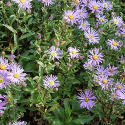 Aster amellus Framfieldii