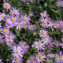Aster amellus Framfieldii