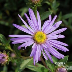 Aster amellus Framfieldii
