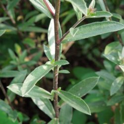 Aster amellus Framfieldii
