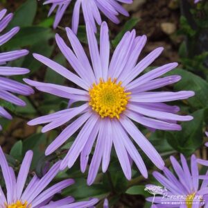 Aster amellus Moerheim Gem