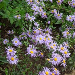 Aster amellus Moerheim Gem