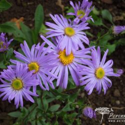 Aster amellus Moerheim Gem