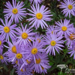 Aster amellus Moerheim Gem