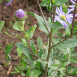 Aster amellus Moerheim Gem