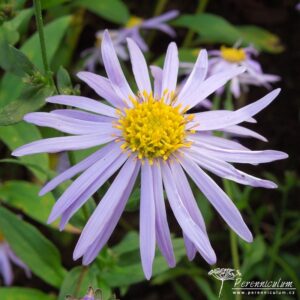 Aster amellus Rudolf Goethe
