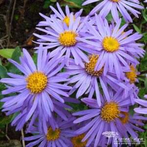 Aster amellus Sonora