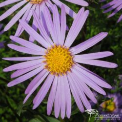 Aster amellus Aster amellus