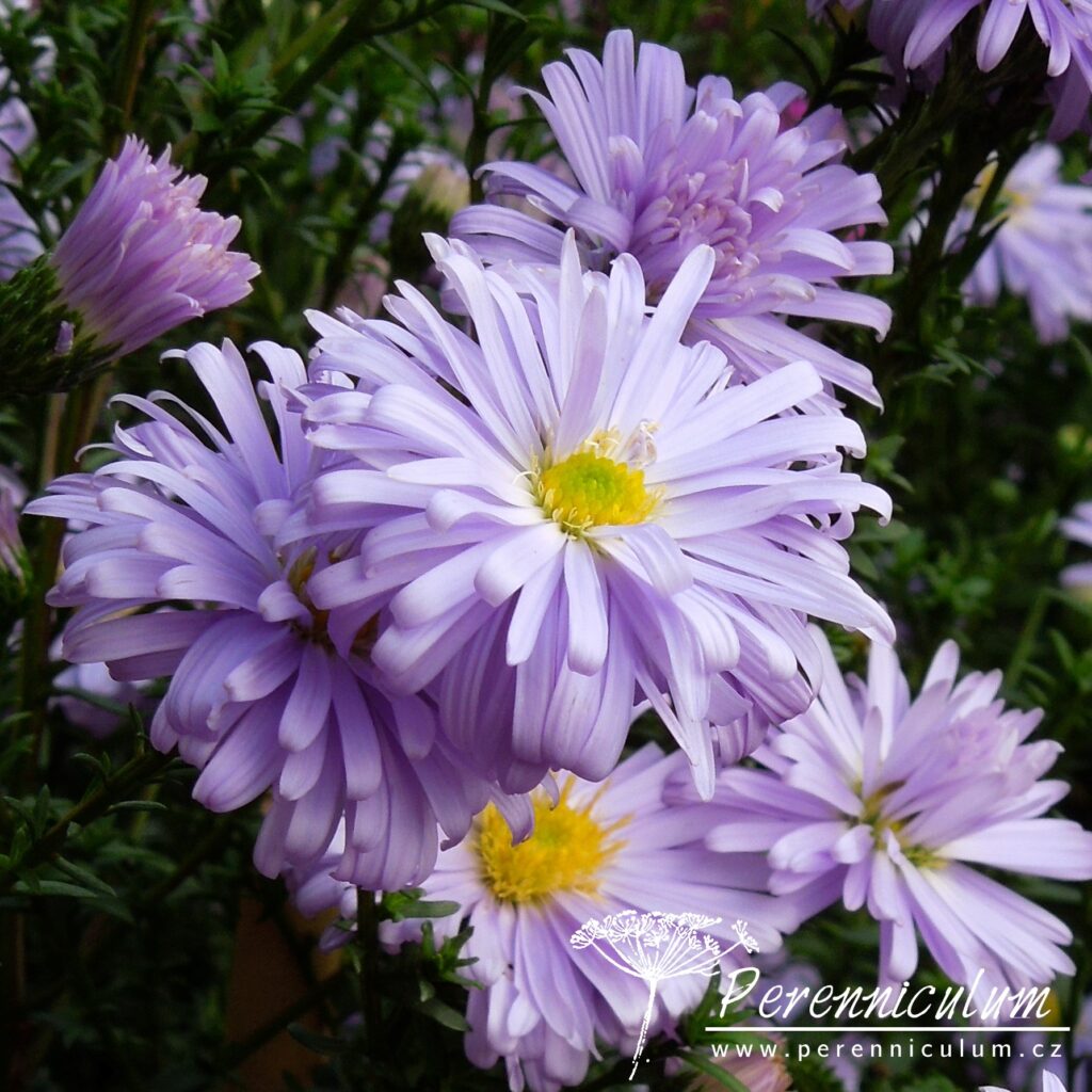 Symphyotrichum novi-belgii 2 symphyotrichum novi-belgii Anita Ballard