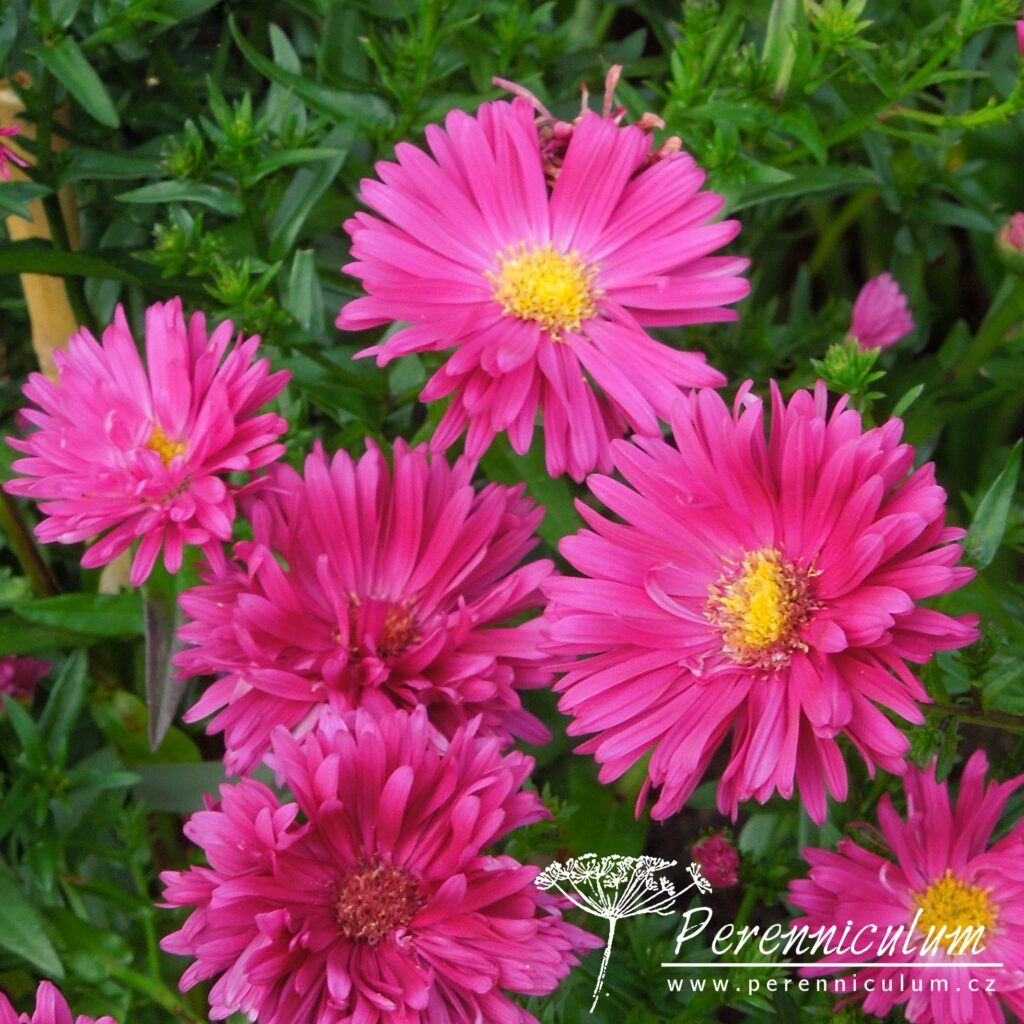 Symphyotrichum novi-belgii 3 symphyotrichum novi-belgii Carnival