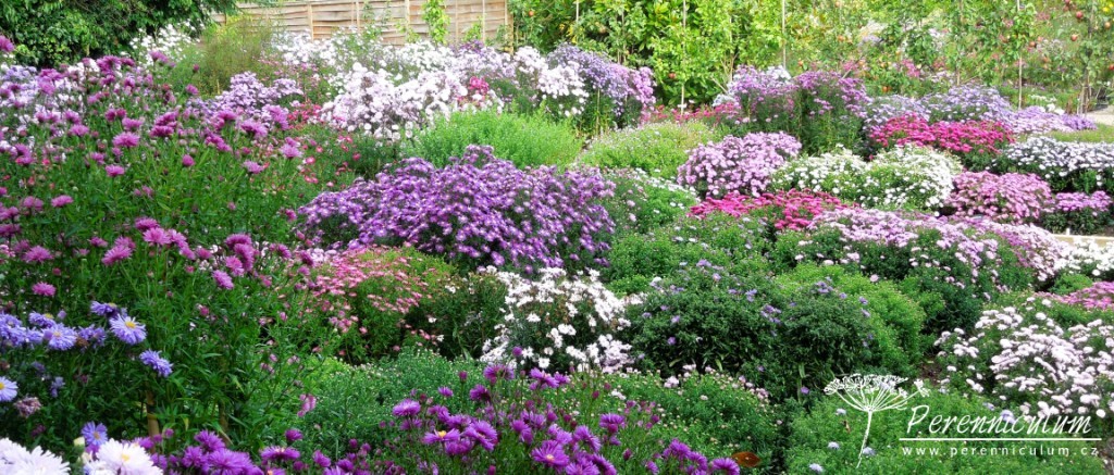 Symphyotrichum novi-belgii 1 symphyotrichum novi-belgii sbírka