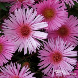 Symphyotrichum novae-angliae Anabelle de Chazal